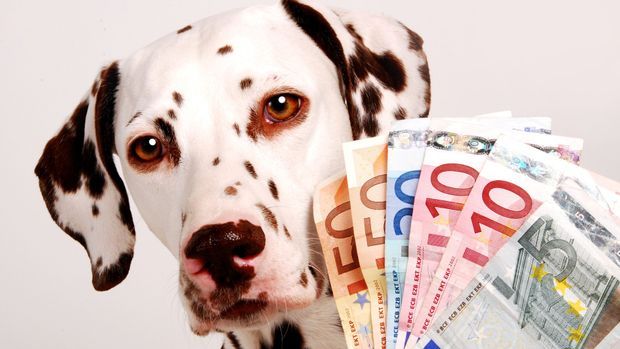 So viel kostet ein Hund 