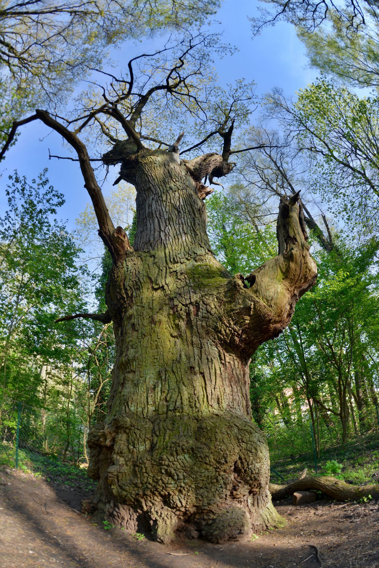 Die "Dicke Marie" gilt als ältester Baum Berlins. Sie wird auf 800 Jahre geschätzt - und ist damit älter als die Stadt selbst.