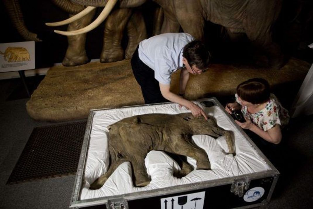 Dieses Baby-Wollmammut wurde 2007 auf der russischen Halbinsel Yamal in Sibirien in gefrorenem Lehm und Schlamm entdeckt. Es wurde nur einen Monat alt und starb vor etwa 42.000 Jahren. Die Forscher tauften es "Lyuba".