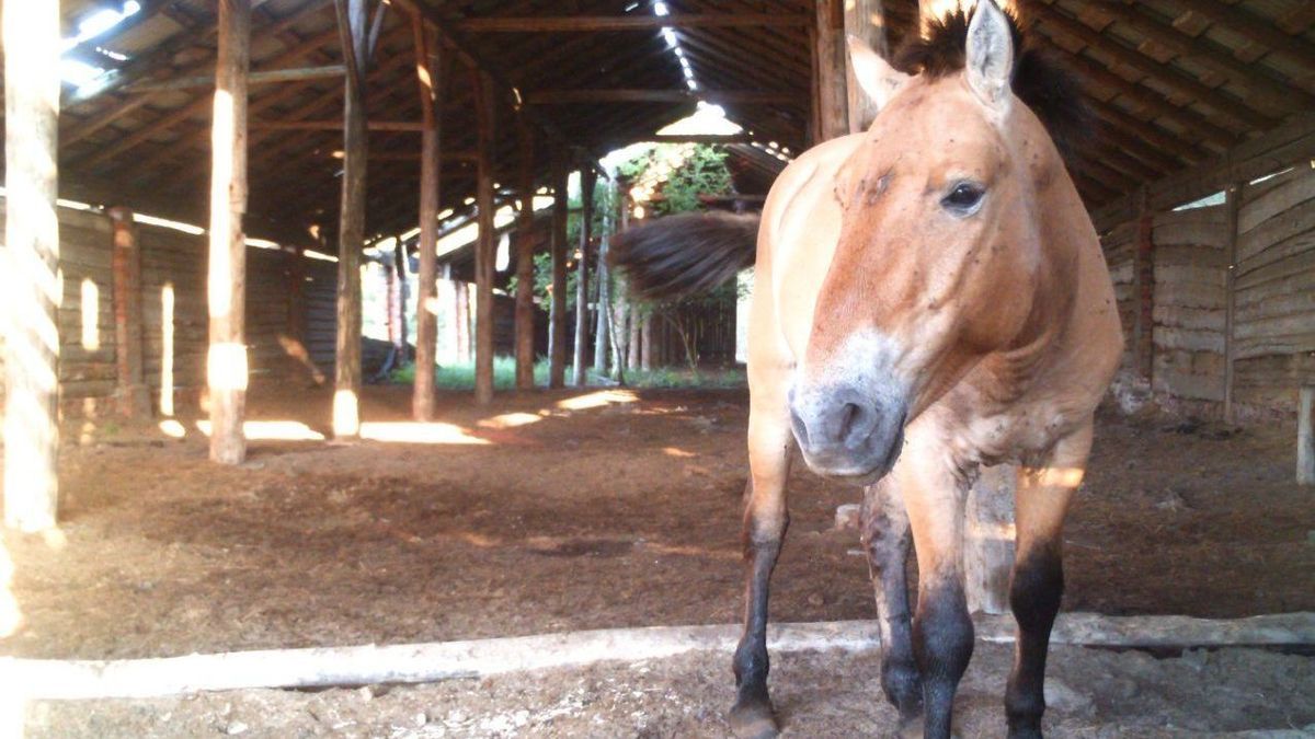 Przewalski Pferd Tschernobyl 2 E 1573574337416