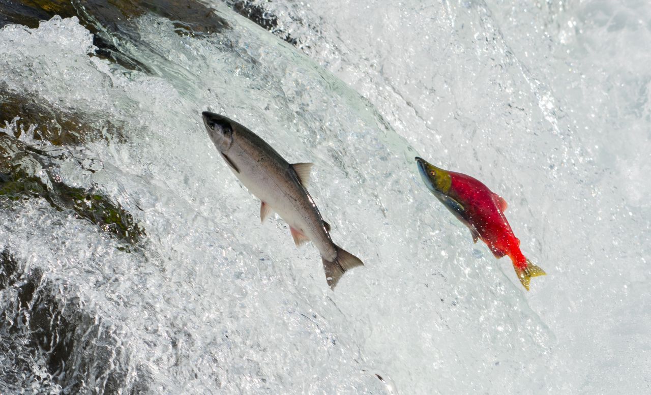 Jeden Lachs packt einmal das Heimweh. Dann schwimmt er in riesigen Schwärmen flussaufwärts zu seinem Geburtsort, um dort zu laichen und zu sterben. Auf ihrer Reise legen sie Tausende von Kilometern zurück. Unterwegs werden sie nicht nur vom Salz- zum Süßwasserfisch, sondern ändern durch ihr Nahrung - Keratin-haltige Krebstierchen - auch die Farbe. 