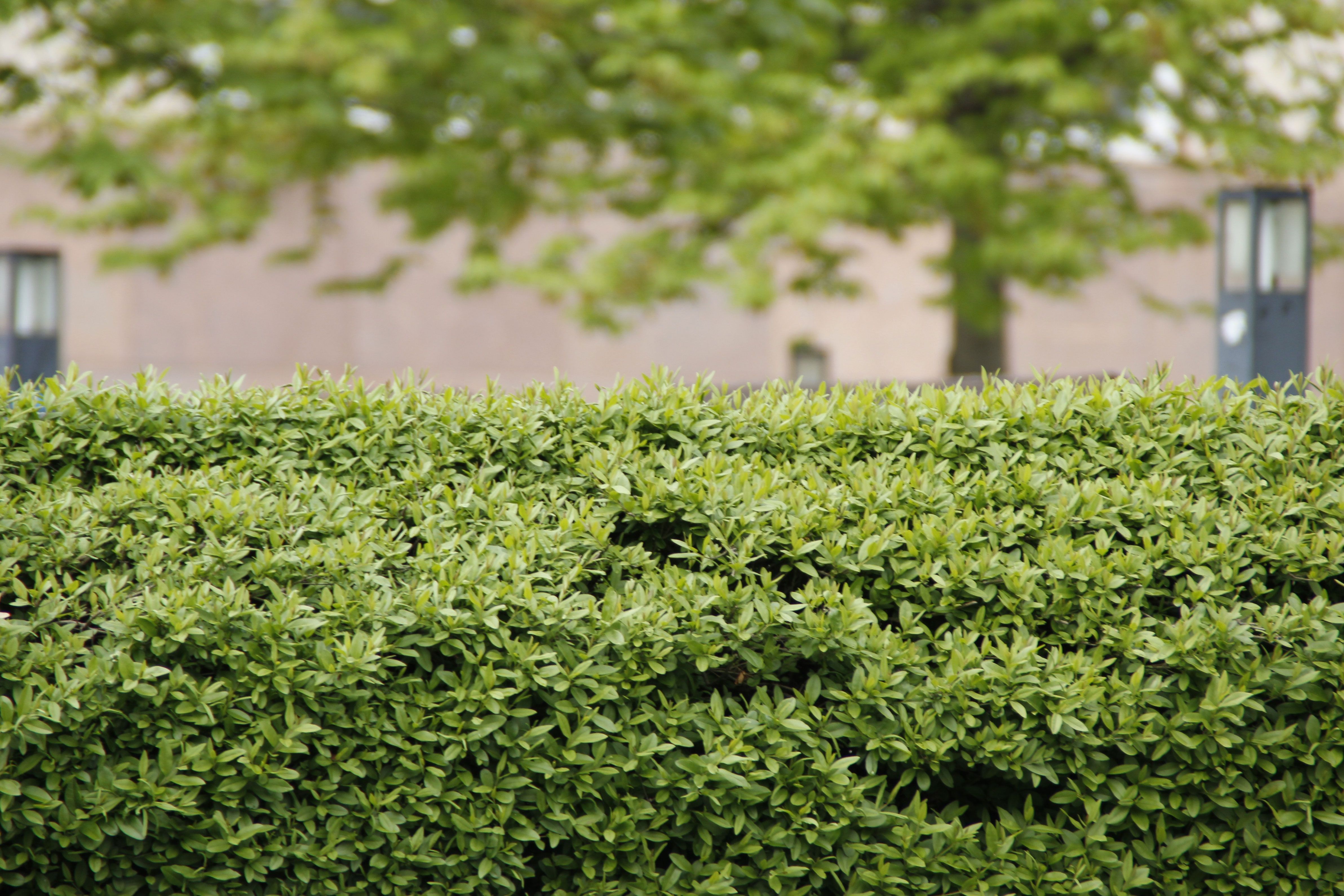 Schnellwachsende Hecke Natürlicher Sichtschutz SAT.1 Ratgeber