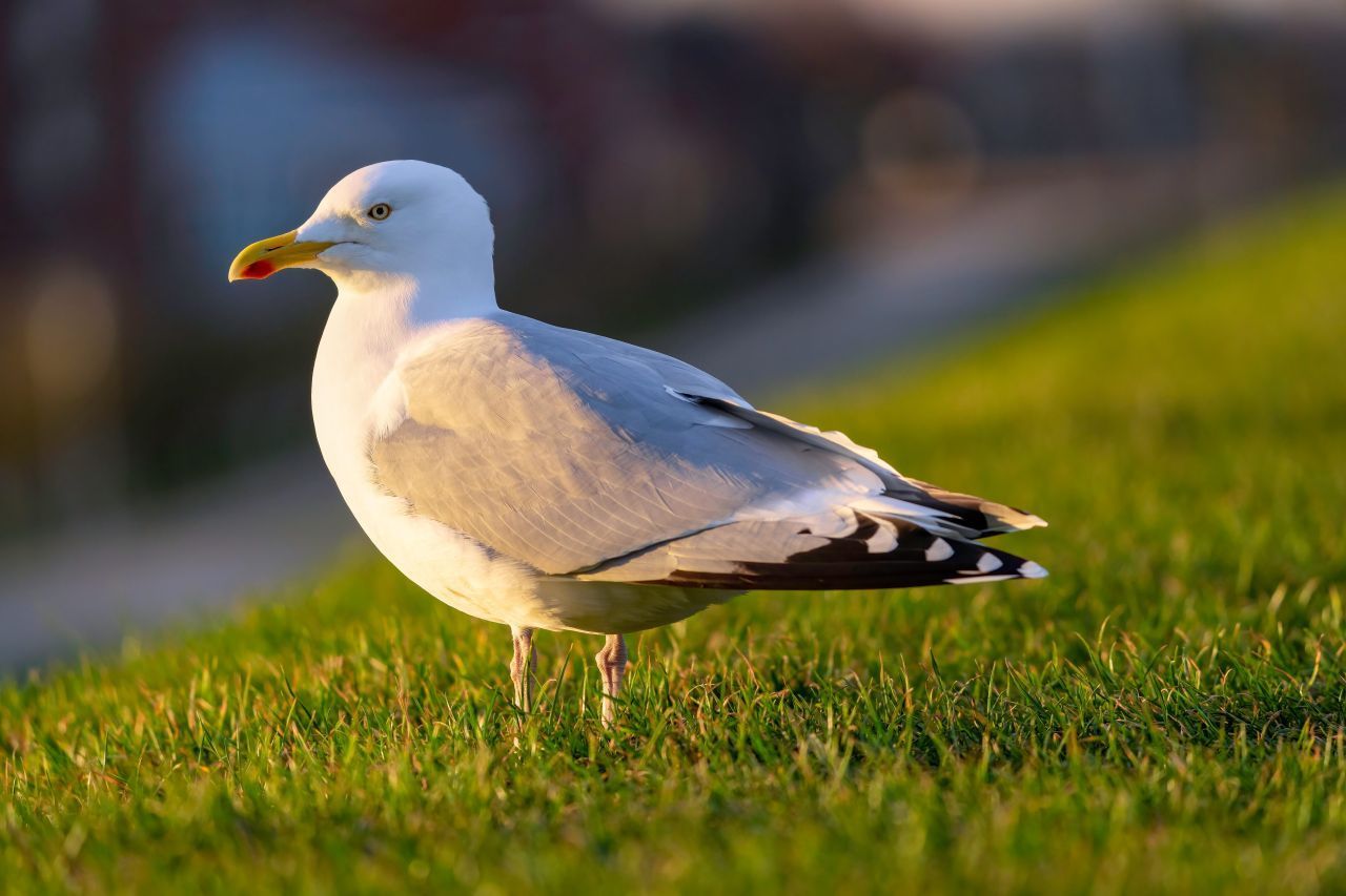 Wer an eine Möwe denkt, stellt sich meist eine Silbermöwe vor. Sie ist die klassische Möwe des Wattenmeers und meistens an Küsten zu finden. Neben ihren gelben Greifvogel-Augen ist sie an ihren rosafarbenen Beinen und einem gelben Schnabel mit rotem Fleck zu erkennen.