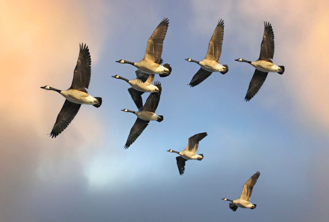 Mit und ohne Nils Holgerson auf dem Rücken fliegen die Gänse in V-Formation. Wildgänse legen Strecken von bis zu 6.000 Kilometer zurück - von Sibirien bis nach Norddeutschland.