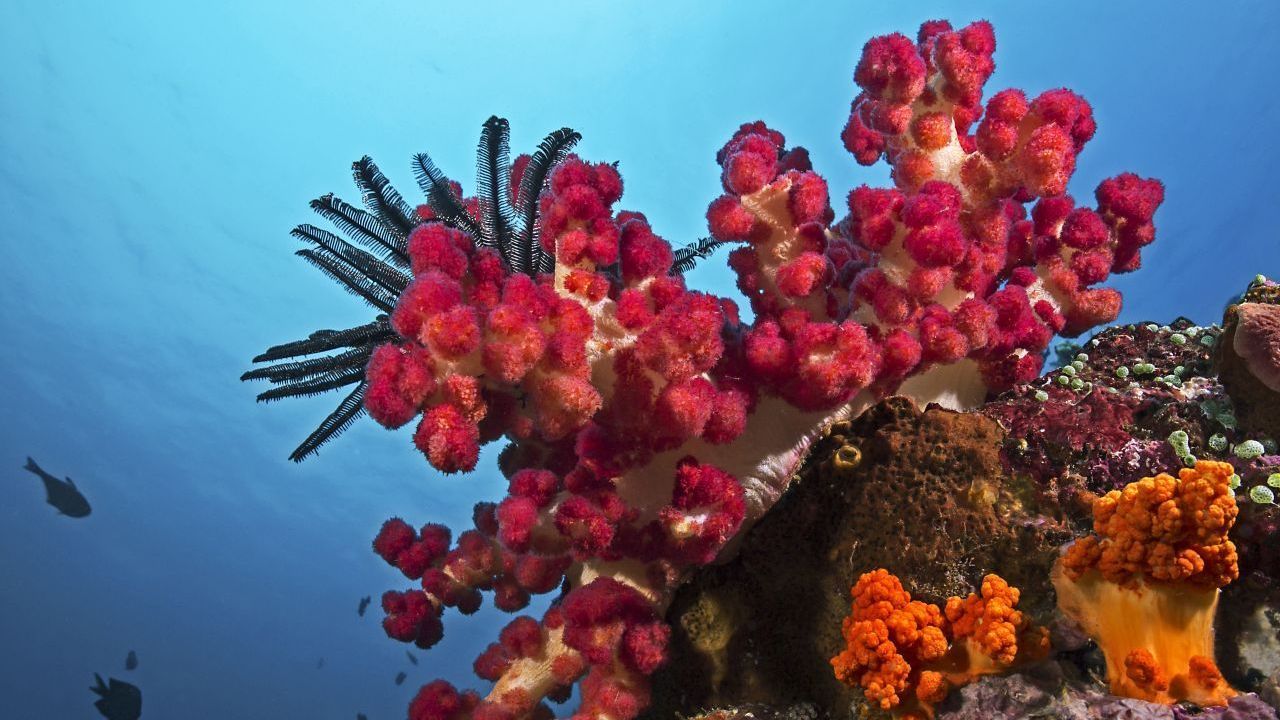 Voraussetzung: Algen müssen sich wieder an den Korallen ansetzen. Bei gleichbleibend hoher Wasser-Temperatur ist das aber kaum möglich.