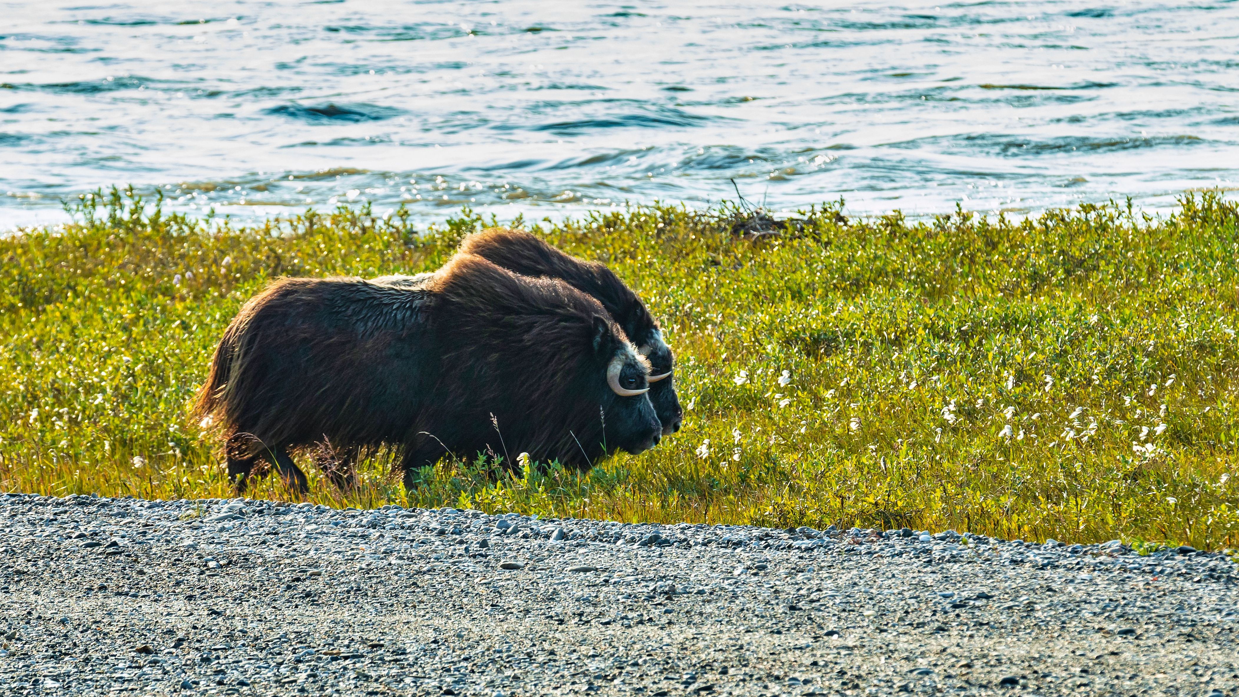 Moschusochsen an der unbefestigten Straße: Auf dem 666 Kilometer langen Dalton Highway in Alaska herrschen extreme Bedingungen wie Wetterumschwünge, Steinschläge und Wildwechsel.