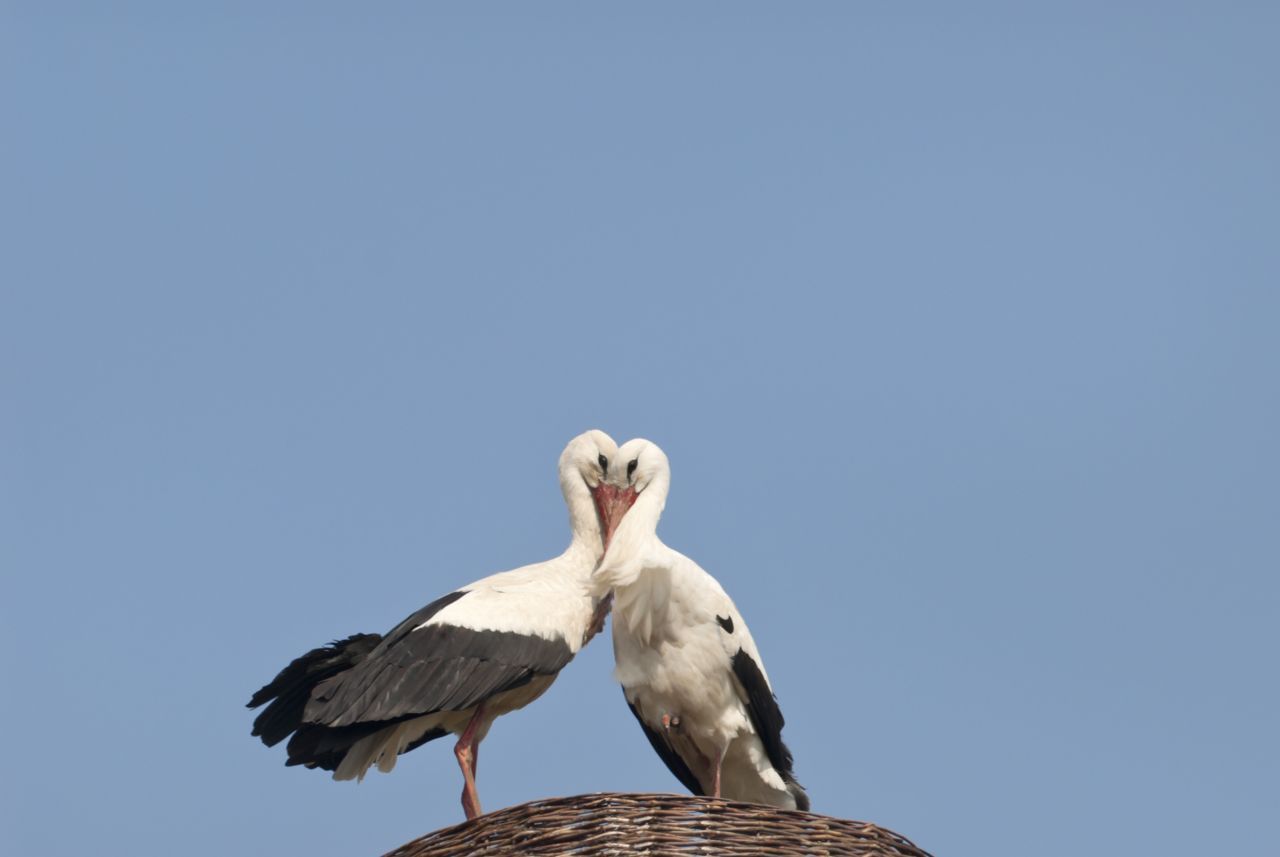 Störche sind eher dem Nest treu als dem Partner. Nach dem Winter fliegen sie ihren Horst an. Treffen sie dort den Partner, bleiben sie ihm eine Saison treu. Kommt keiner, verbandeln sie sich neu.