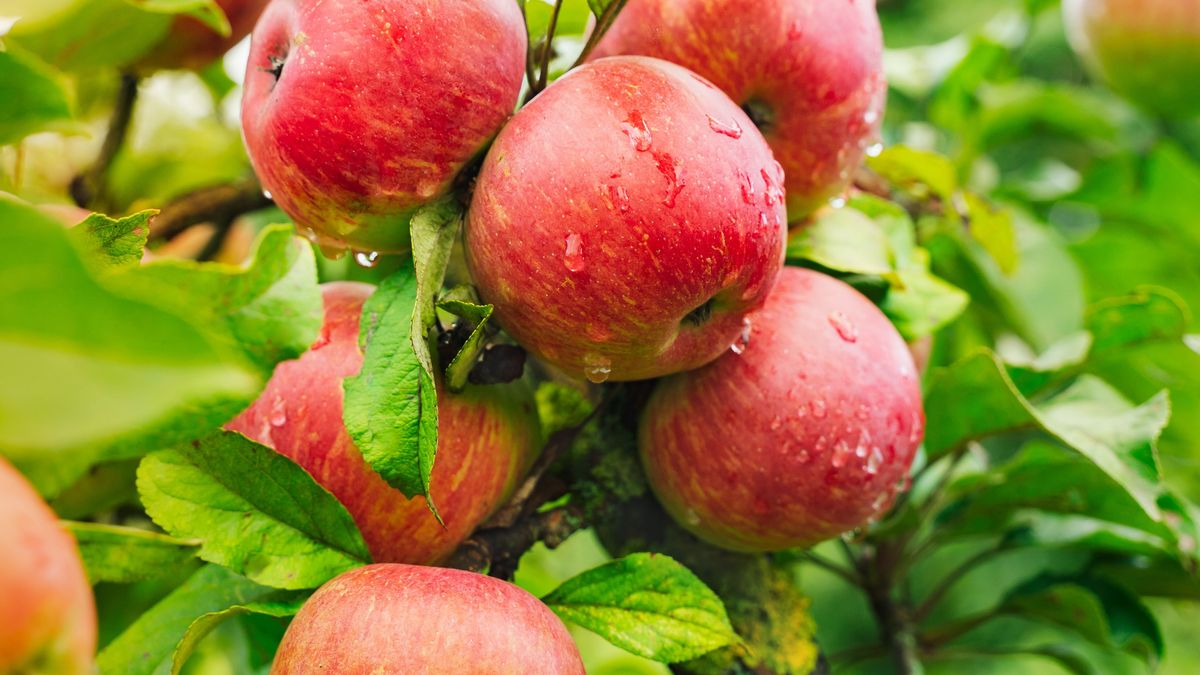 Frische Äpfel am Baum