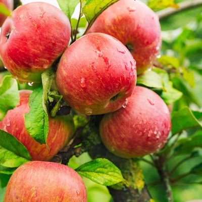 Frische Äpfel am Baum