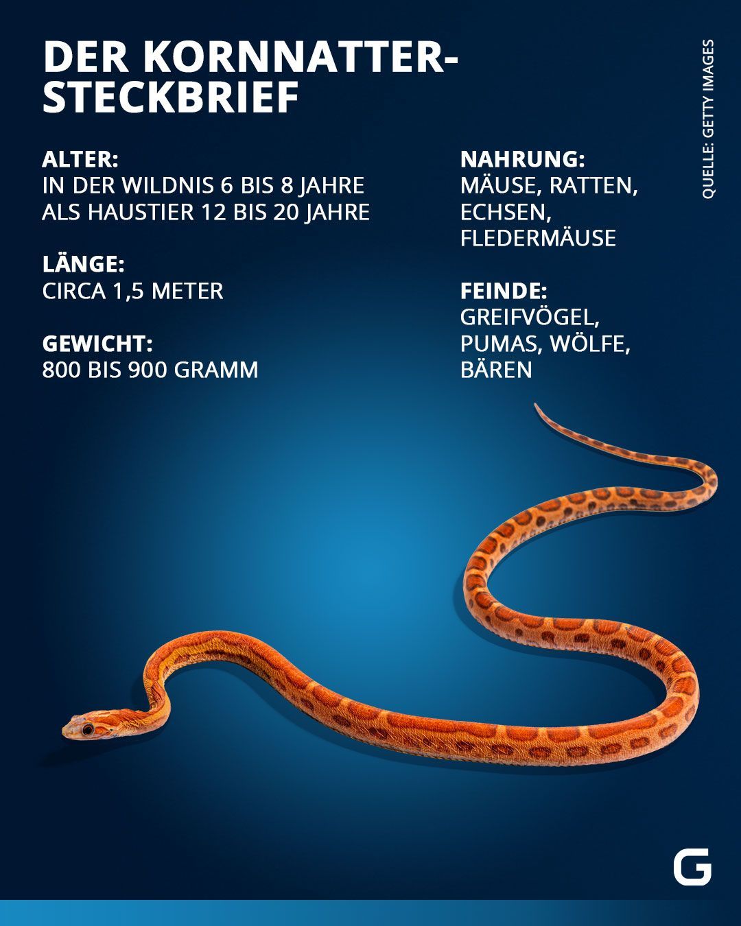 Alle Infos zur Kornnatter im Steckbrief