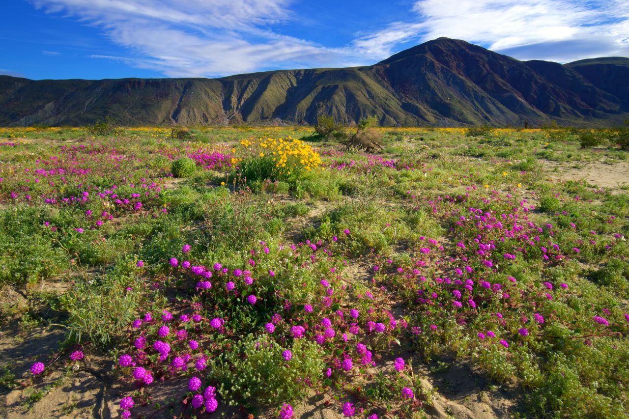 Im Anza-Borrego Desert State Park warten Palmenhaine, Schluchten mit Wasserläufen und kakteengespickte Berge. Von Januar bis Mai blühen die Wildblumen, dann wird die karge Landschaft von einem farbenprächtigen Pflanzenteppich überzogen. Hier sind Dickhornschafe, Kalifornische Eselhasen, Wegekuckucke, Eidechsen und Schlangen heimisch. Die Wander- und Radwege haben eine Gesamtlänge von 180 Kilometer.
