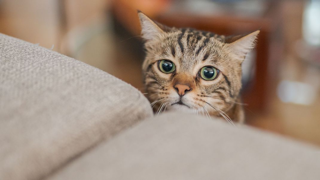 Deine Katze muss an Silvester nicht unter dem Lärm leiden, wenn du ein paar Tipps beachtest.