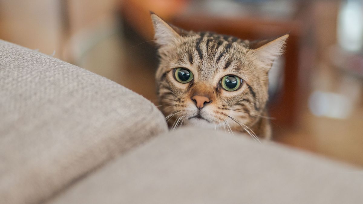 So schützt du Tiere vor Feuerwerk an Silvester 