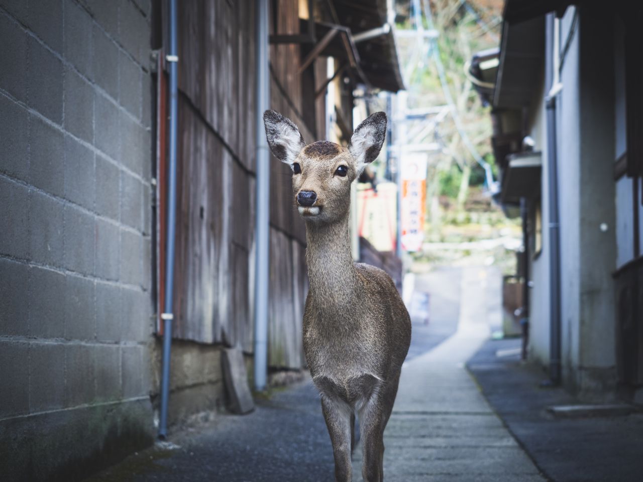 Hirsche beim Stadtbummel? In der japanischen Stadt Nara derzeit ein alltägliches Bild.