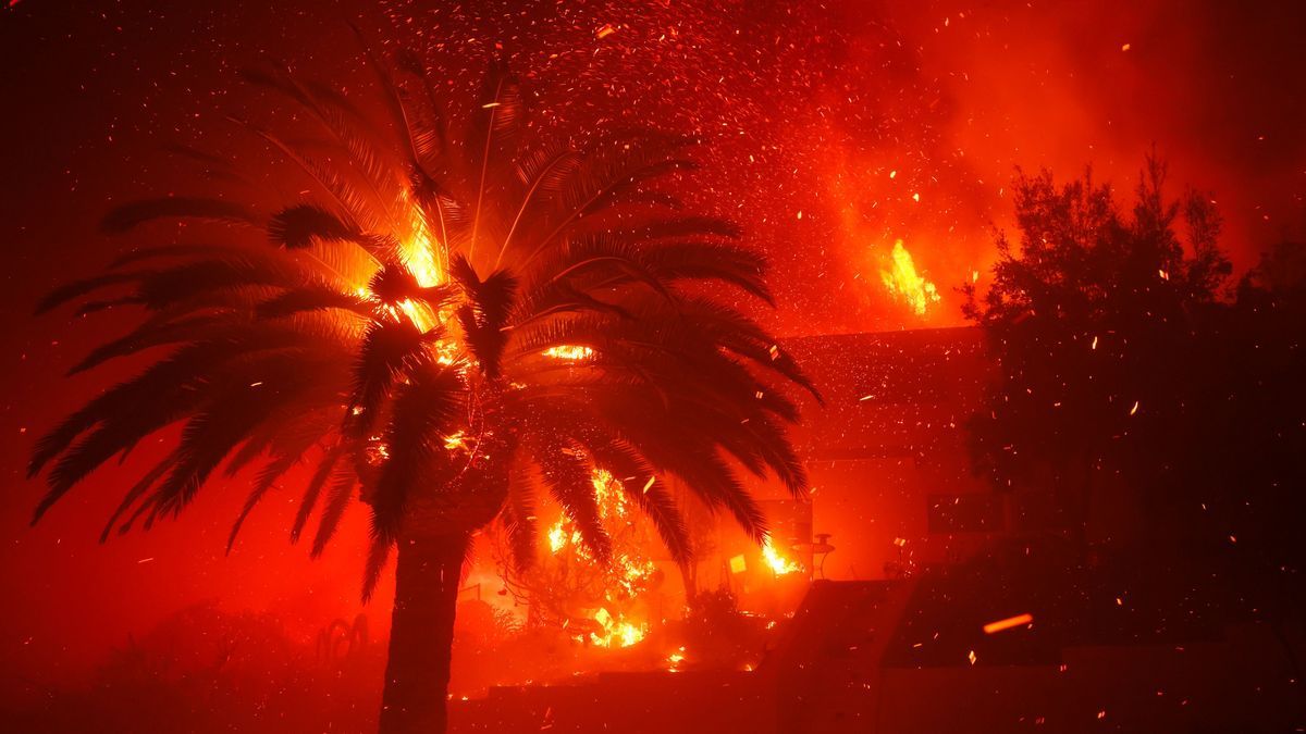 Das Feuer in LA macht auch vor Wildtieren nicht Halt.