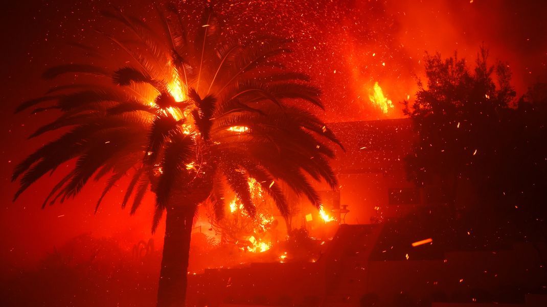 Vor den Flammen in Los Angeles fliehen nicht nur Menschen, sondern auch unzählige Wildtiere. (Symbolbild)