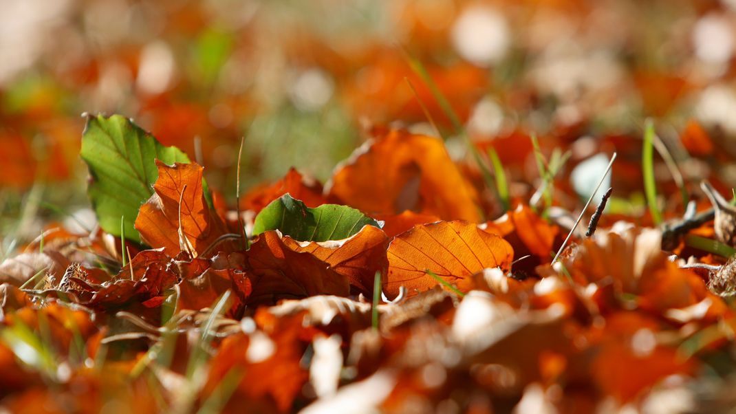 Kompost aus Herbstlaub: Gute Gartenerde dank Herbstlaub!