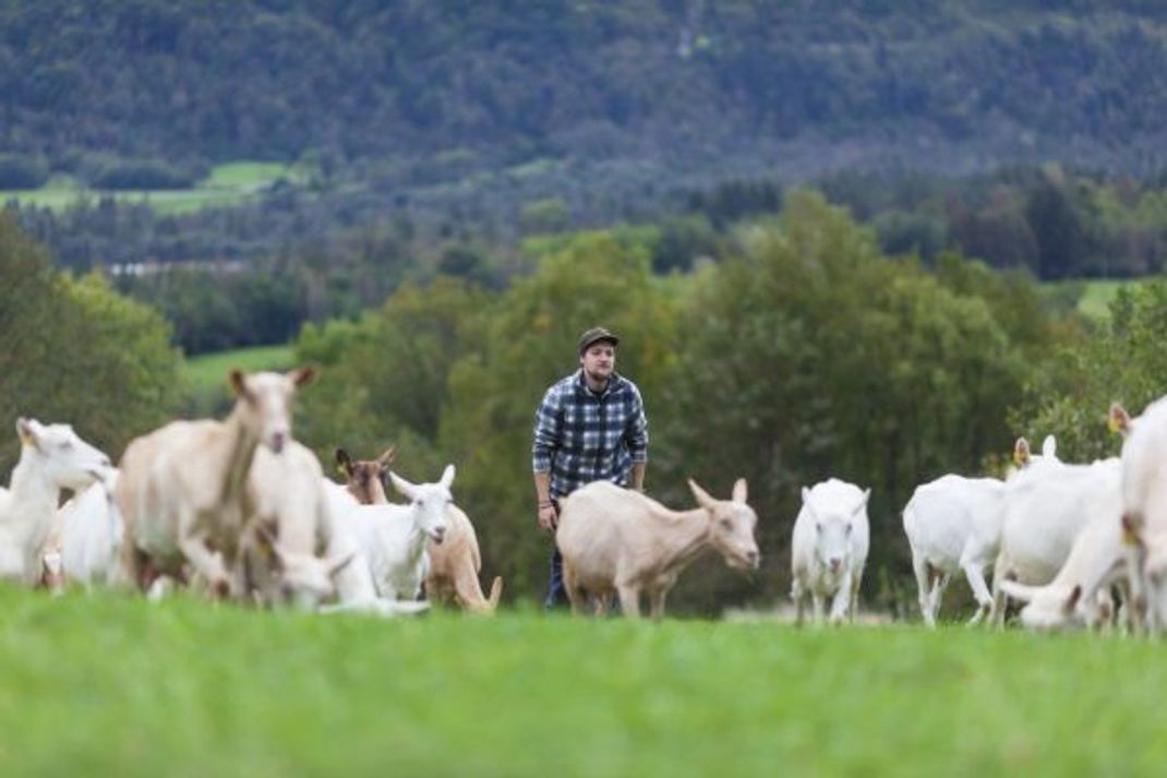 Ziegen fressen auch Gras, aber verdauen es anders als Kühe.