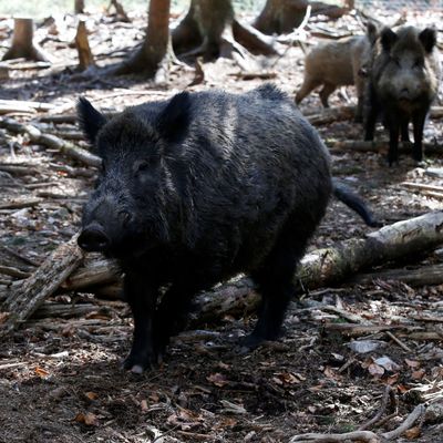 GERMANY-WILDLIFE/WILDBOAR