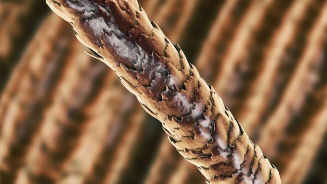 Unterm Mikroskop betrachtet: Die natürliche Haarstruktur des Menschen ist schuppig.