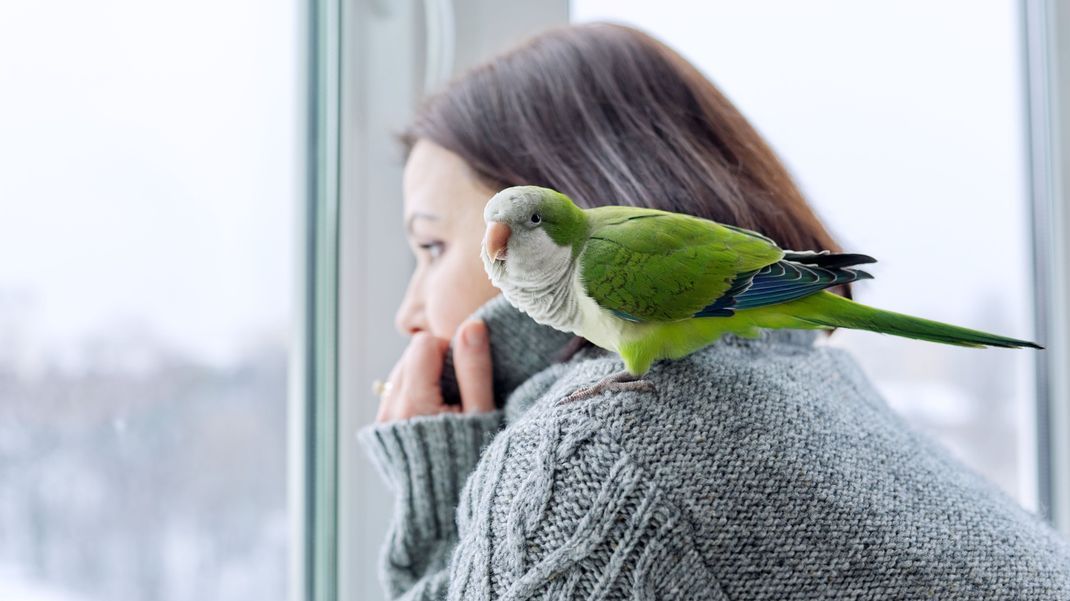 Vögel sollten sich zu Silvester in einem ruhigen und abgedunkelten Raum aufhalten.