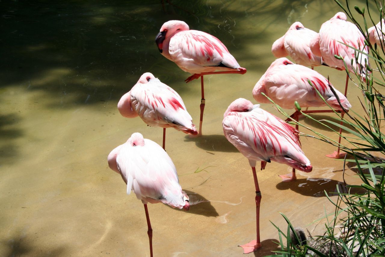 Sieht unbequem aus, funktioniert aber: Flamingos schlafen auf nur einem Bein. Das kostet sie offenbar weniger Kraft als auf 2 Beinen, weil ihre Gelenke einen speziellen Einrast-Mechanismus haben.