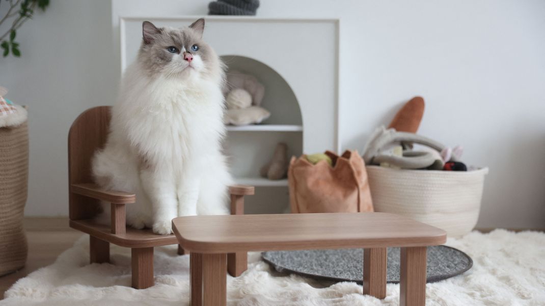 Mit der Beulenpest steckte vermutlich eine Hauskatze einen Mann im US-Bundesstaat Oregon, USA, an. (Symbolbild)