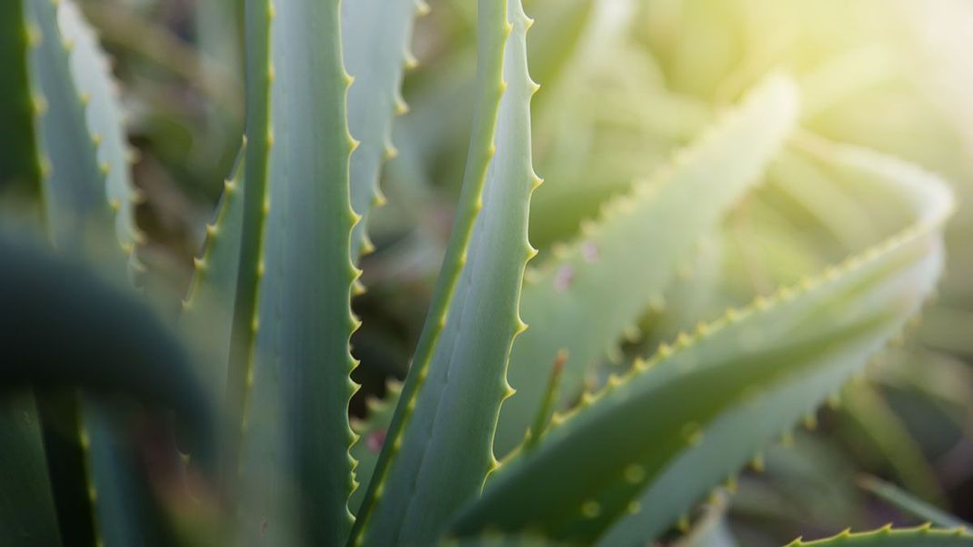 Feuchtigkeit trifft Pflege – die Aloe Vera ist ein wahrer Alleskönner. Sie sieht nicht nur schön in deinem Zuhause aus, sondern beugt als Hautpflegeprodukt auch noch Pickel und Mitesser vor! 