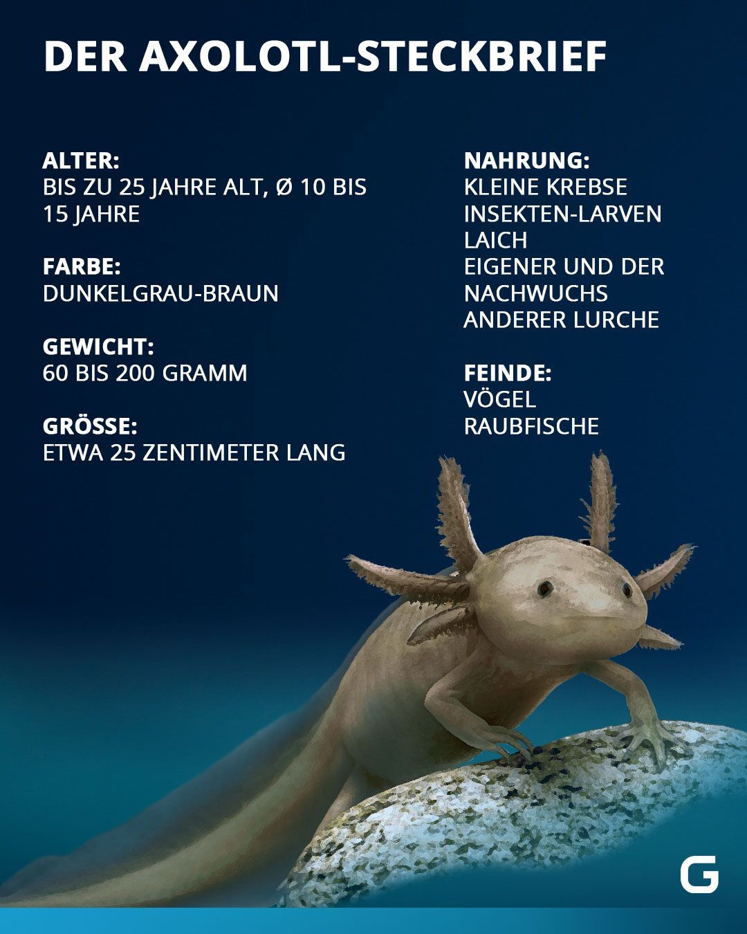 Hier werden die Hauptmerkmale des Axolotls aufgeführt