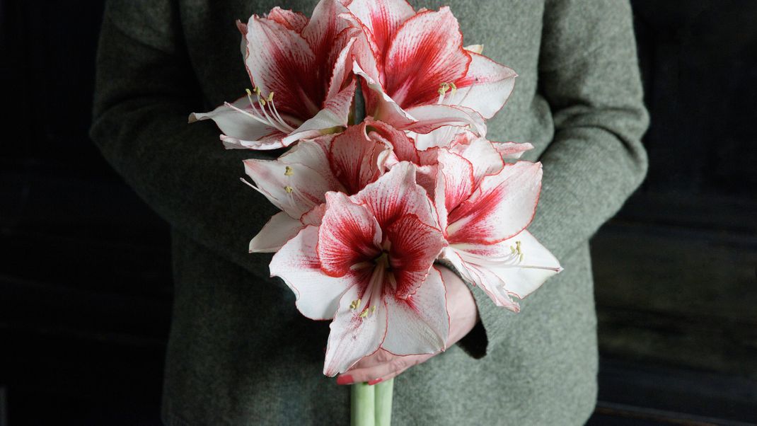 Sie zählt zu den beliebtesten Pflanzen im Winter: die Amaryllis!