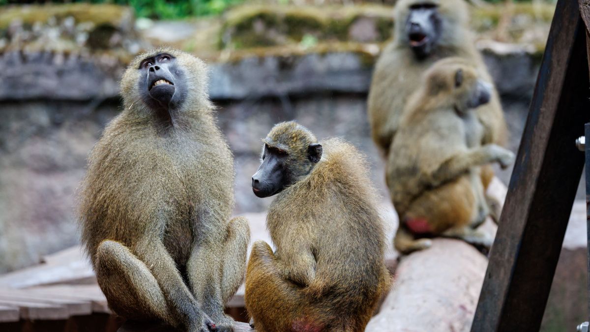 Paviane sitzen in ihrem Gehege im Tiergarten Nürnberg.