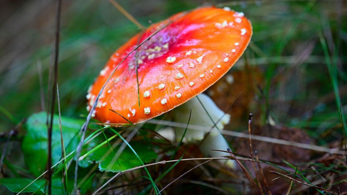 Warnung vor Gummibärchen mit Fliegenpilzgift