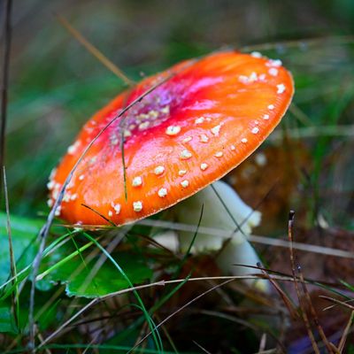 Warnung vor Gummibärchen mit Fliegenpilzgift