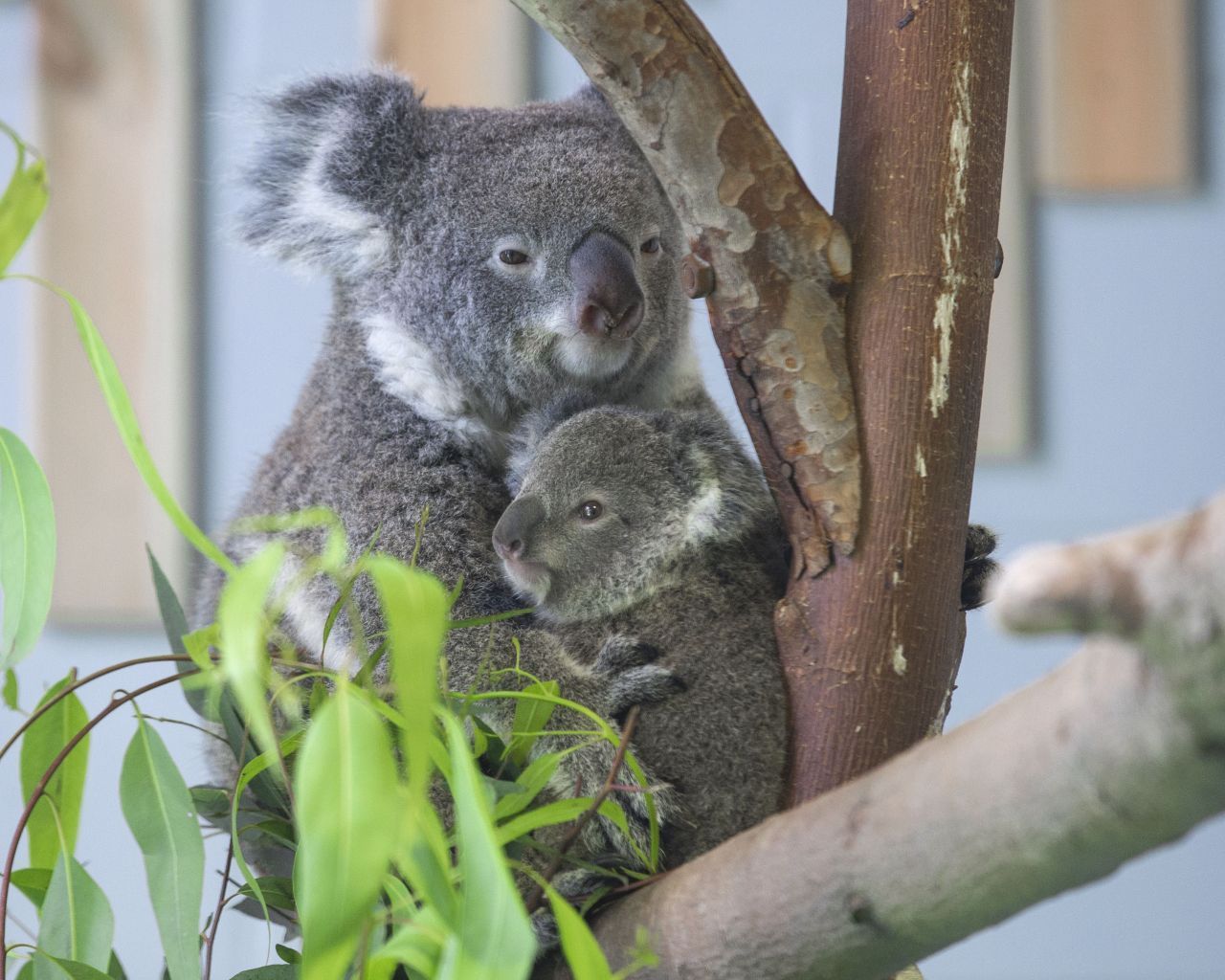 Koala-Junges gemeinsam mit Mutter.