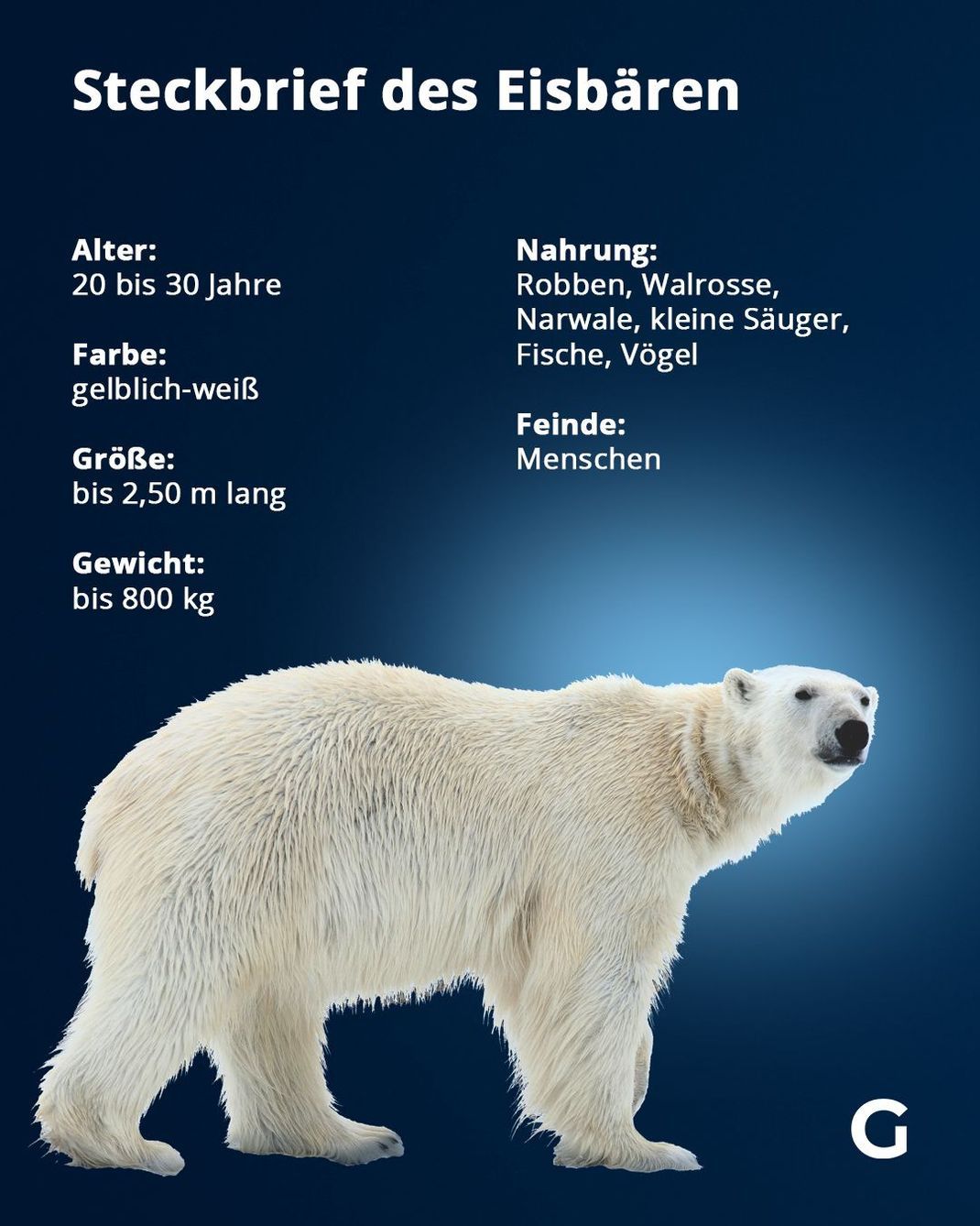 Fakten zum Eisbär
