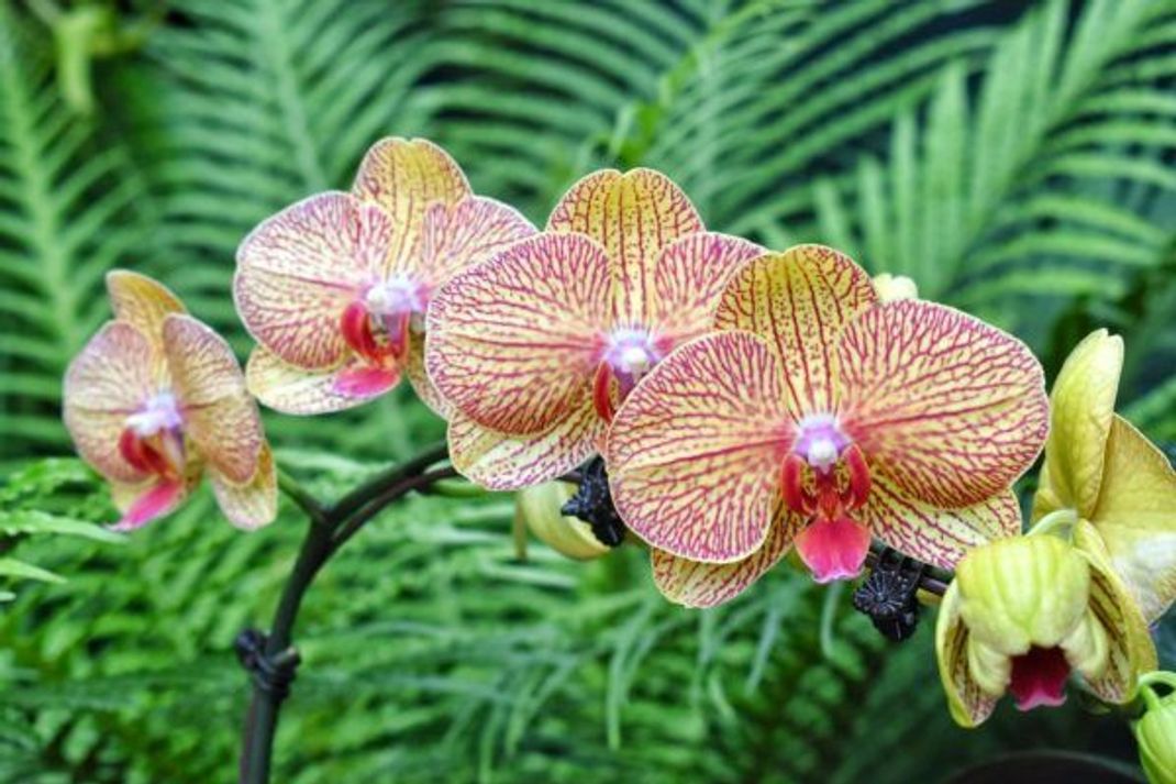 Einfuhr nur mit gültigen Papieren: Das gilt auch für Orchideen, etwa aus Asien.