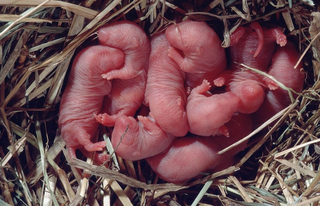 Ein Blick ins Rattennest: Neugeborene Ratten wiegen vier bis sieben Gramm, sind blind und nackt - das Fell wächst ab dem zweiten Tag, die Augen öffnen sich zwischen dem 13. und 16. Tag.