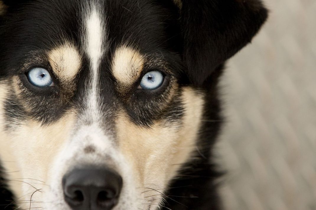 Auf der inneren Seite eines Hundeauges erkennst du die Nickhaut. Sie ist ein drittes Augenlid.