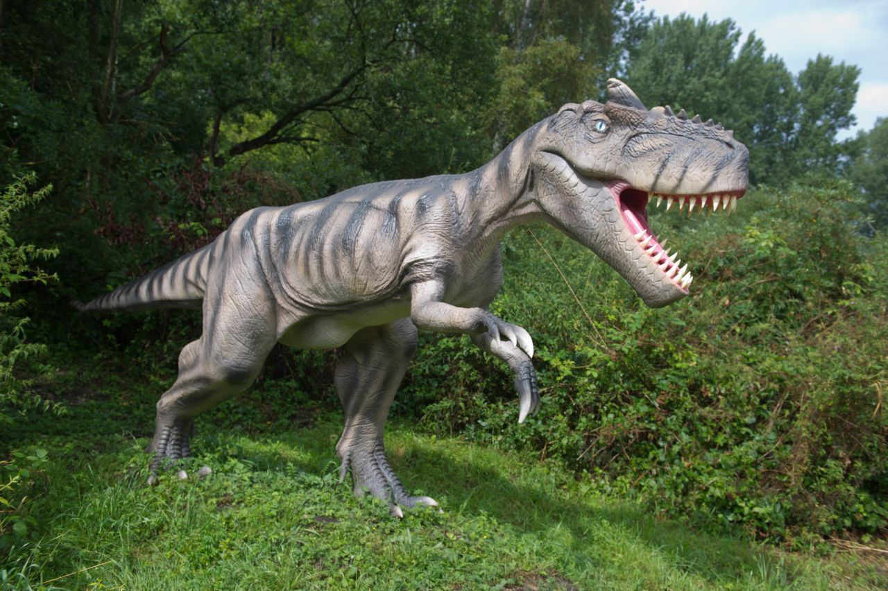Der Allosaurus gilt als T-Rex des Jura. Er war ein gefürchteter Raub-Saurier, aus dem später der Tyrannosaurus Rex hervorging. Der Allosaurus wurde bis zu elf Meter lang und zwei Tonnen schwer. In Deutschland und Europa wurden bisher übrigens noch keine Spuren von T-Rex gefunden. Der Saurier lebte in der Kreidezeit vor etwa 90 bis 65 Millionen Jahren vorwiegend in Nordamerika.