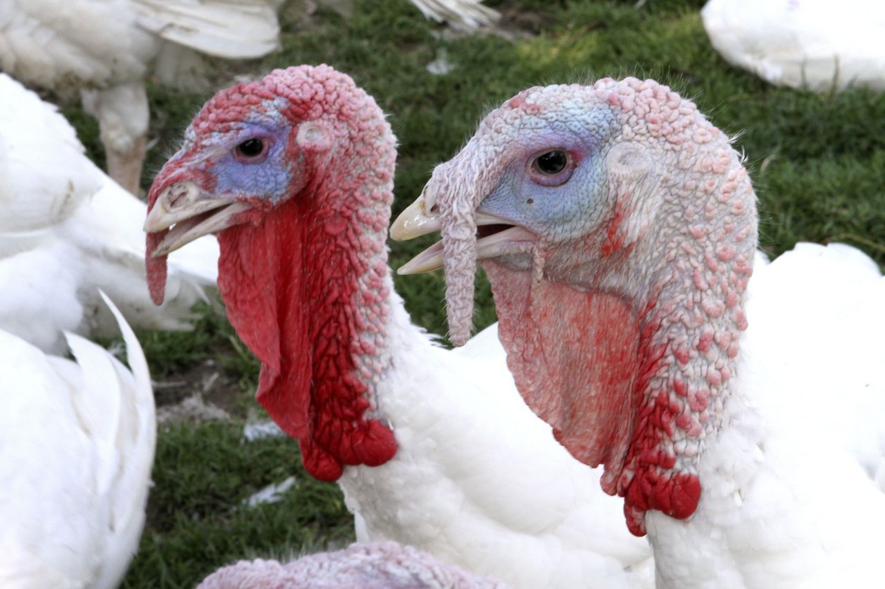 Hühnervögel: Neben Haushühnern und Zwergwachteln sind besonders Truthühner (Foto) ein bekanntes Beispiel für die Jungfernzeugung, sobald den Weibchen keine Männchen zur Verfügung stehen. Manche Küken sind deutlich schwächer und schmächtiger als Tiere aus "gewöhnlich" befruchteten Eiern. Doch immerhin überleben die Küken aus der Jungfernzeugung oft und können sich auch selbst fortpflanzen. 