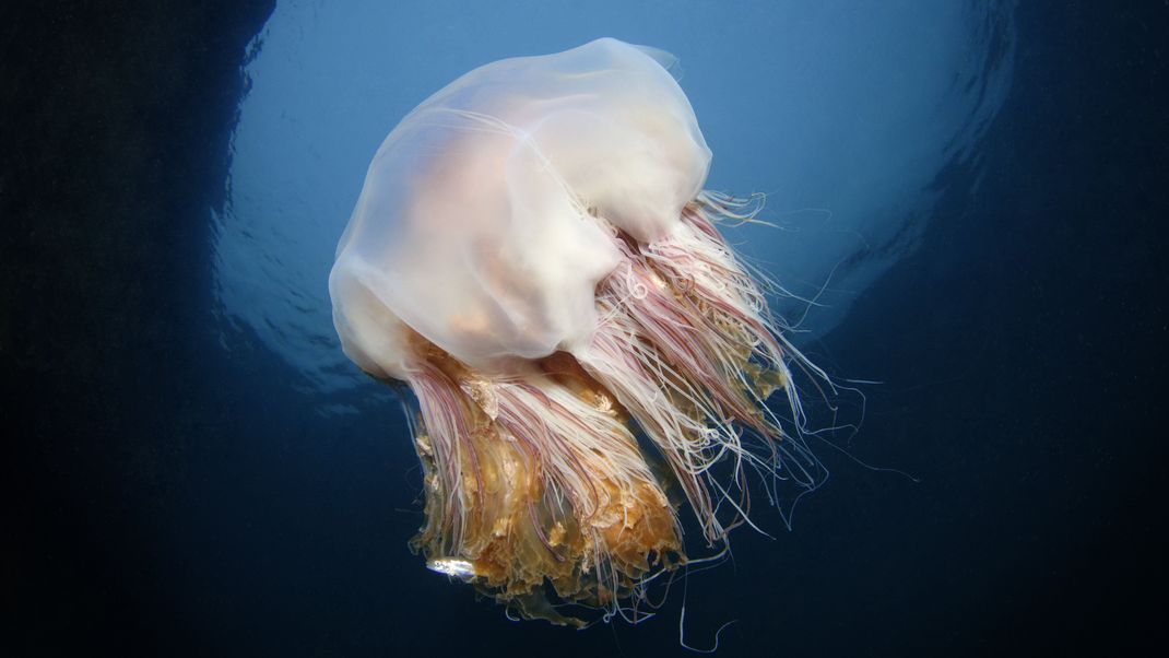 Die meisten Quallen in der Nord- und Ostsee sind harmlos, da ihre Nesselzellen die menschliche Haut nicht durchdringen können. Jedoch können die Stiche von der gelben Nesselqualle (Cyanea capillata) unangenehm sein.