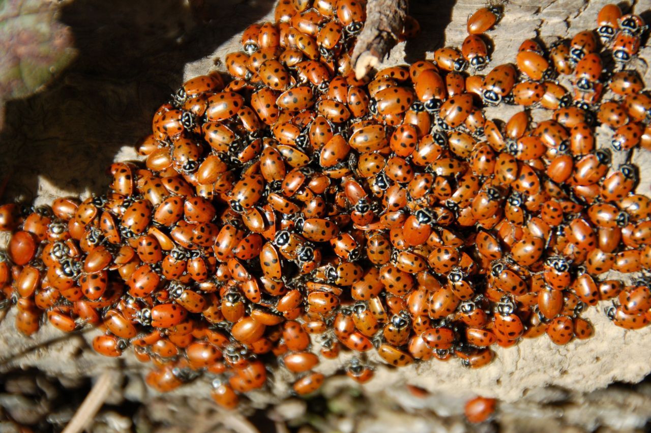 Die Gruppe bringt Glück! Marienkäfer überwintern gemeinsam an geschützten Plätzen am Boden, unter Rinde oder Steinen.