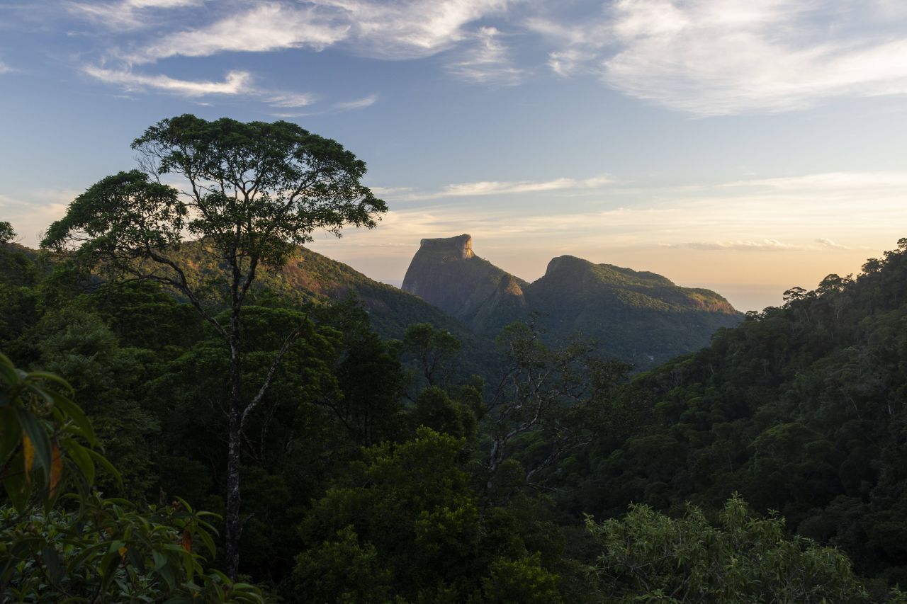 Urbaner Dschungel: Der Nationalpark Tijuca im Stadtgebiet von Rio de Janeiro umfasst ein knapp 40 Quadratkilometer großes (Ur-)Waldgebiet. Hier sind unter anderem Kolibris, Kapuziner-Affen und Ameisenbären zu Hause. Auch der Corcovado, der weltbekannte Berg mit der Christus-Statue, gehört zum Park. 
