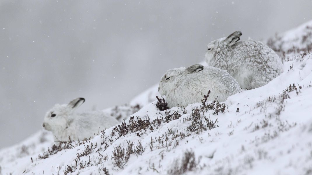 Schneehasen sind gesellige Tiere und leben oft mit Dutzenden Artgenossen zusammen.
