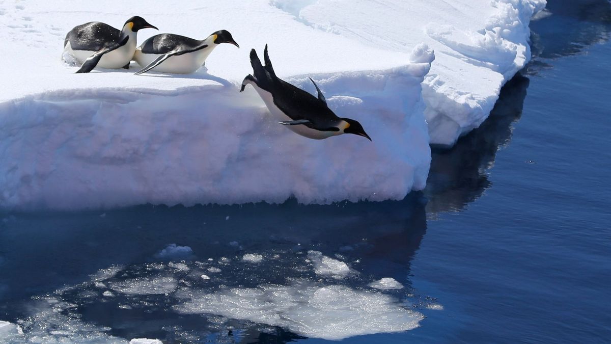 Pinguine in der Antarktis