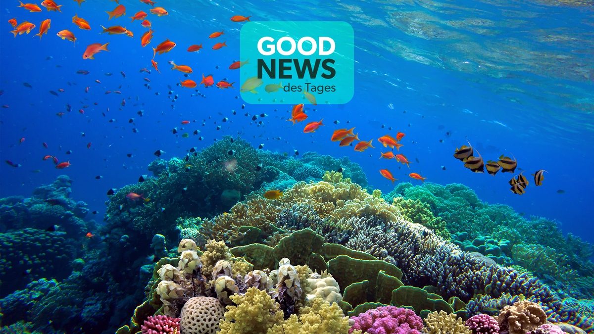 Good News aus Australien: Das Great Barrier Reef erholt sich wieder.