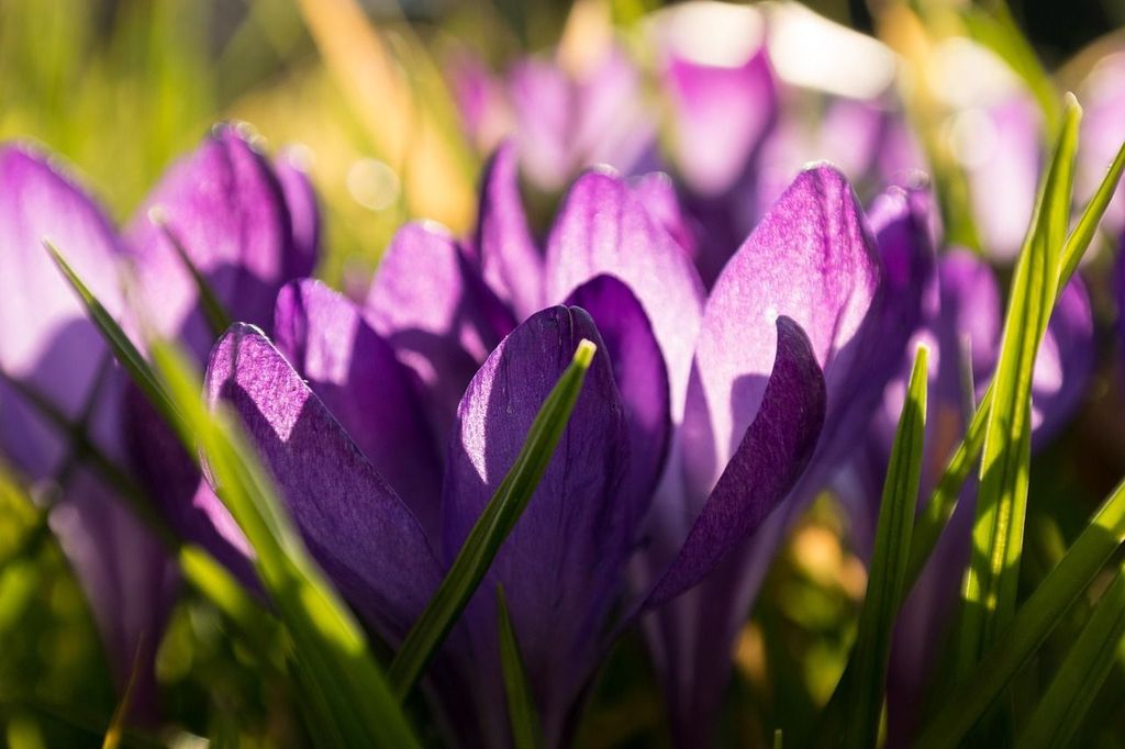 Schattenblumen Mischung für den Garten SAT.1 Ratgeber