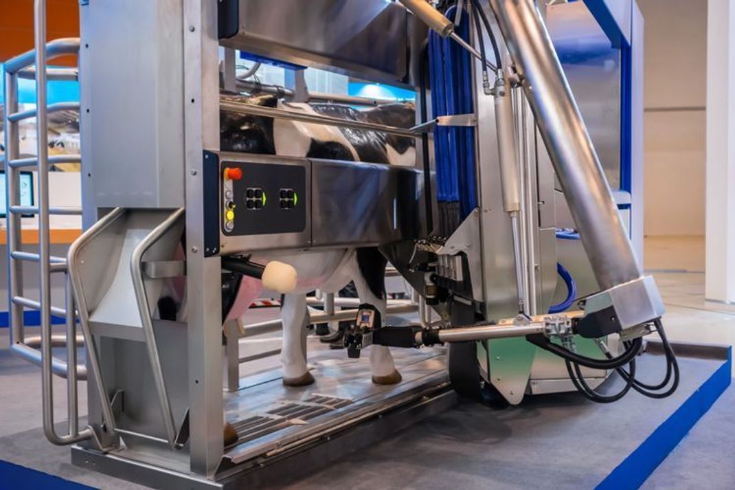 Käse aus Stahlkühen - Was verbirgt sich dahinter?