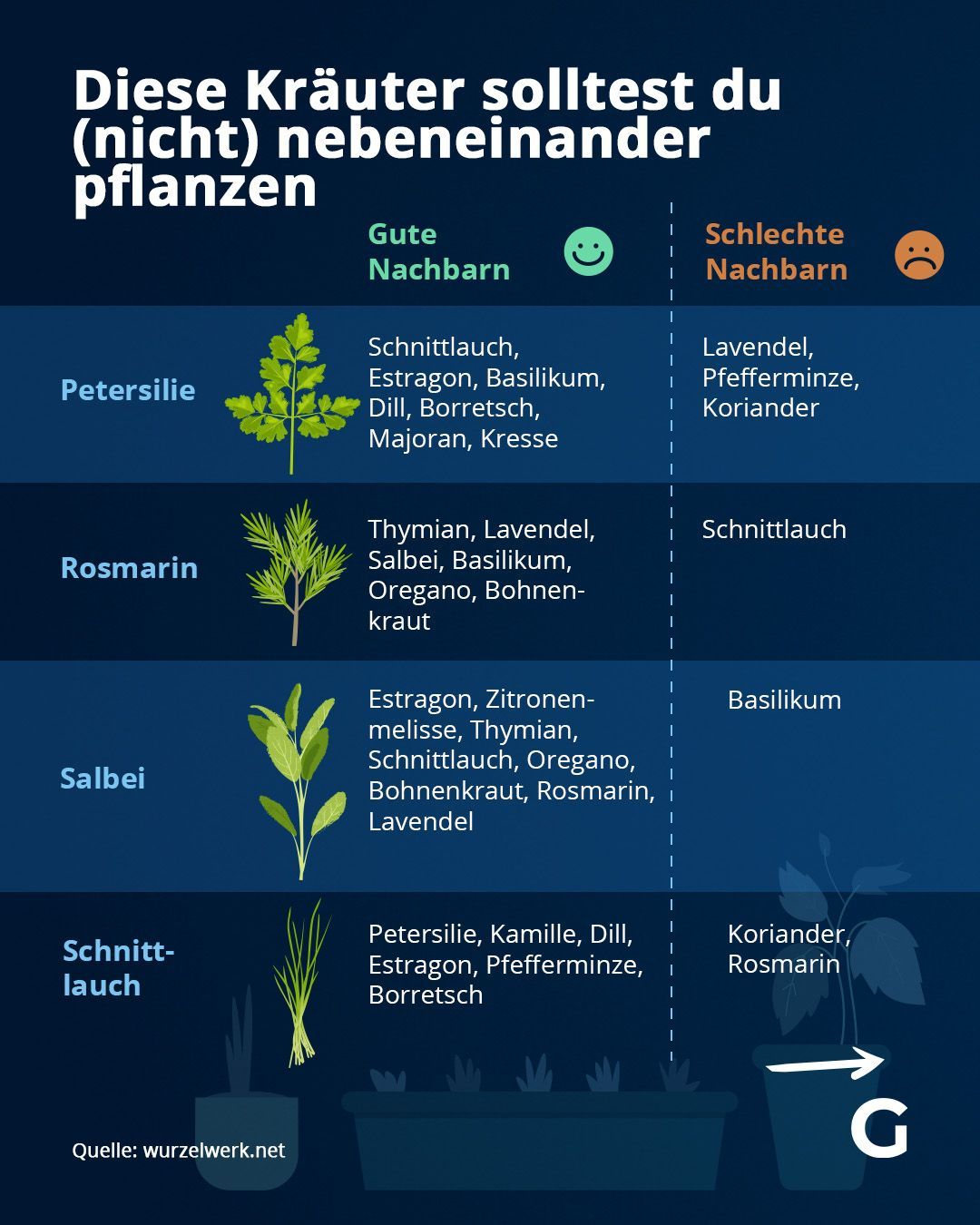 Diese Kräuter solltest du (nicht) nebeneinander pflanzen