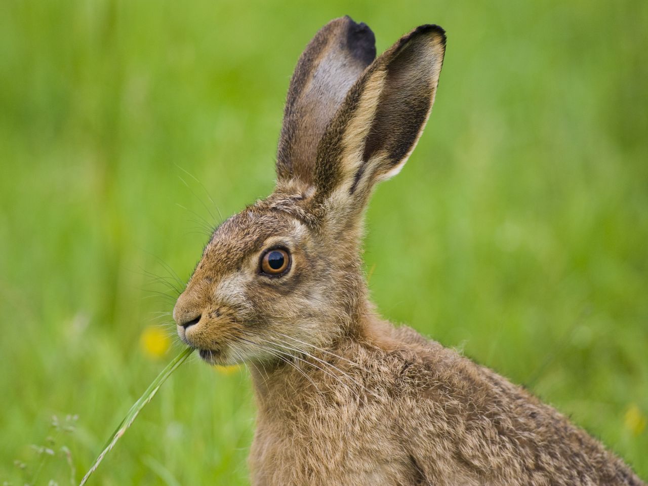 Feldhasen benutzen ihre großen Ohren als Klimaanlage: Bei Hitze stellen sie ihre stark durchbluteten "Löffel" auf und halten sie in den Wind, um Körperwärme abzugeben. Ansonsten bleiben die "Bunnys" im Schatten von Hecken oder Gebüschen und kommen erst heraus, wenn es kühler wird.